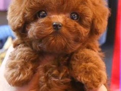 Tiny 4 Pound Deep Red Teacup Poodle Stud