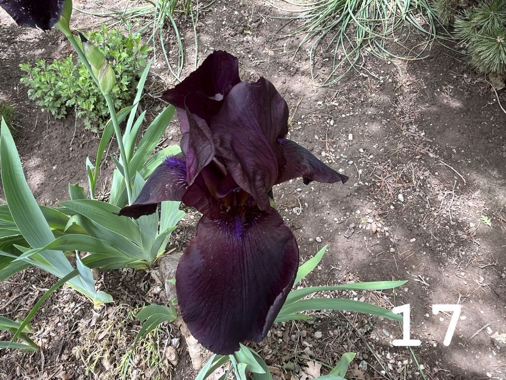 17 COLORS of Bearded IRIS Rhizomes SEE PHOTOS