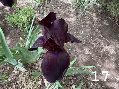 17 COLORS of Bearded IRIS Rhizomes SEE PHOTOS