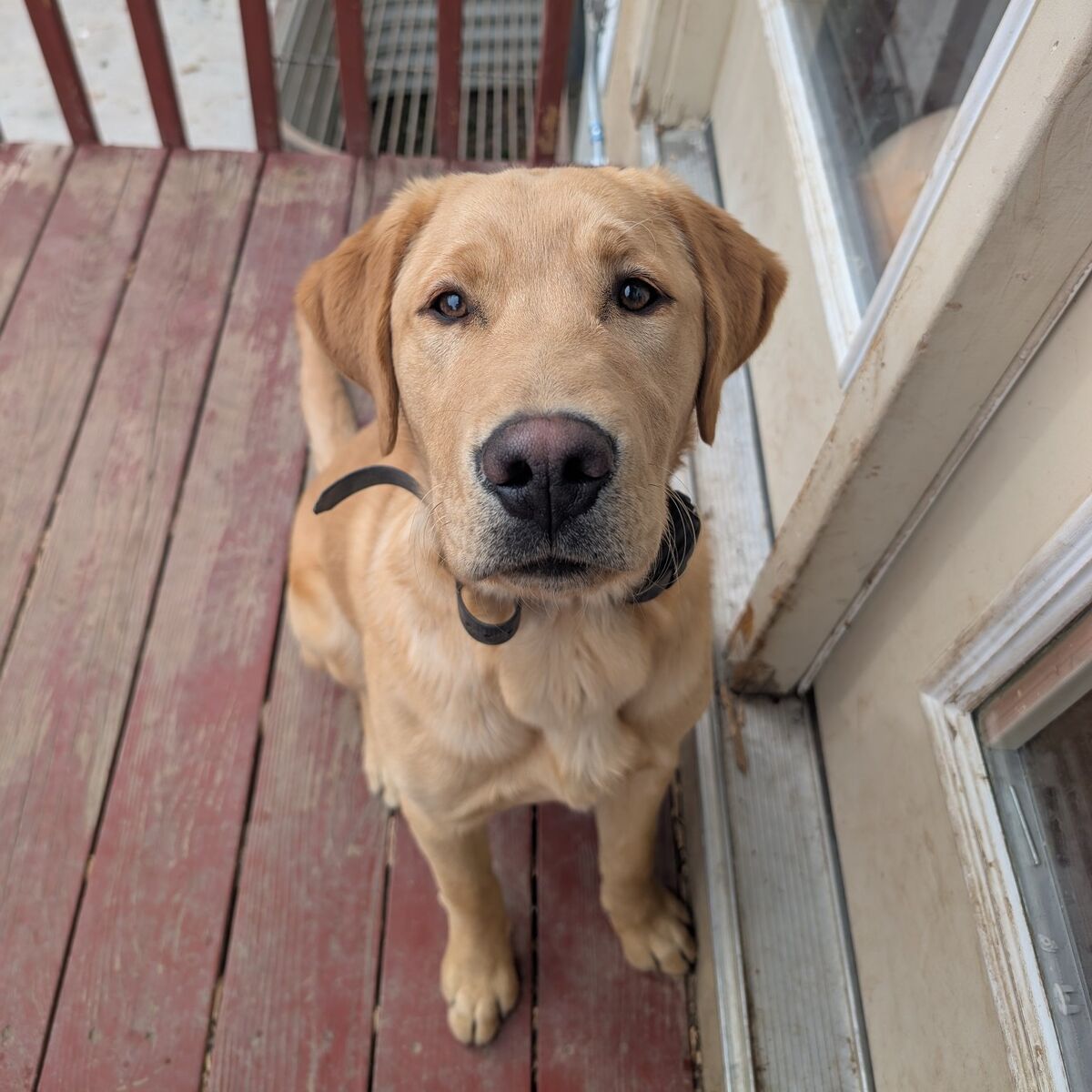 lab/golden retriever mix
