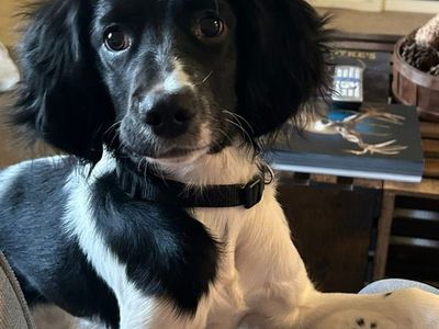 PurEbred Springer Spaniel
