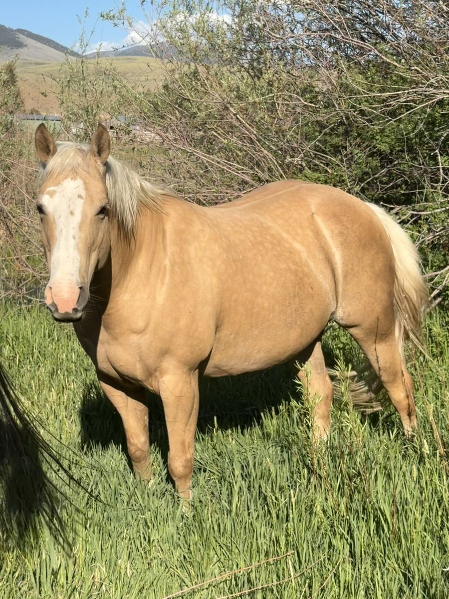2015 AQHA palomino broodmare, daughter of Palo Duro Cat
