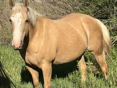 2015 AQHA palomino broodmare, daughter of Palo Duro Cat