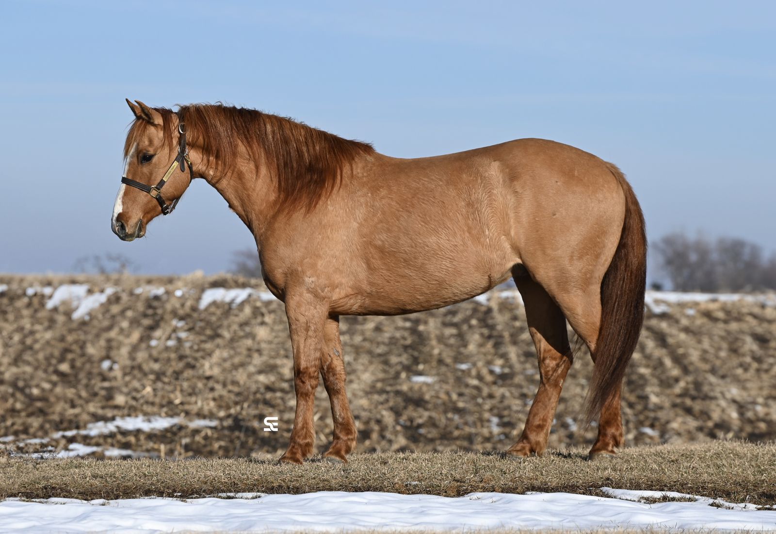 𝗕𝗥𝗢𝗞𝗘 𝗧𝗿𝗮𝗶𝗹 & 𝗥𝗮𝗻𝗰𝗵 𝗗𝘂𝗻 𝗚𝗲𝗹𝗱𝗶𝗻𝗴!