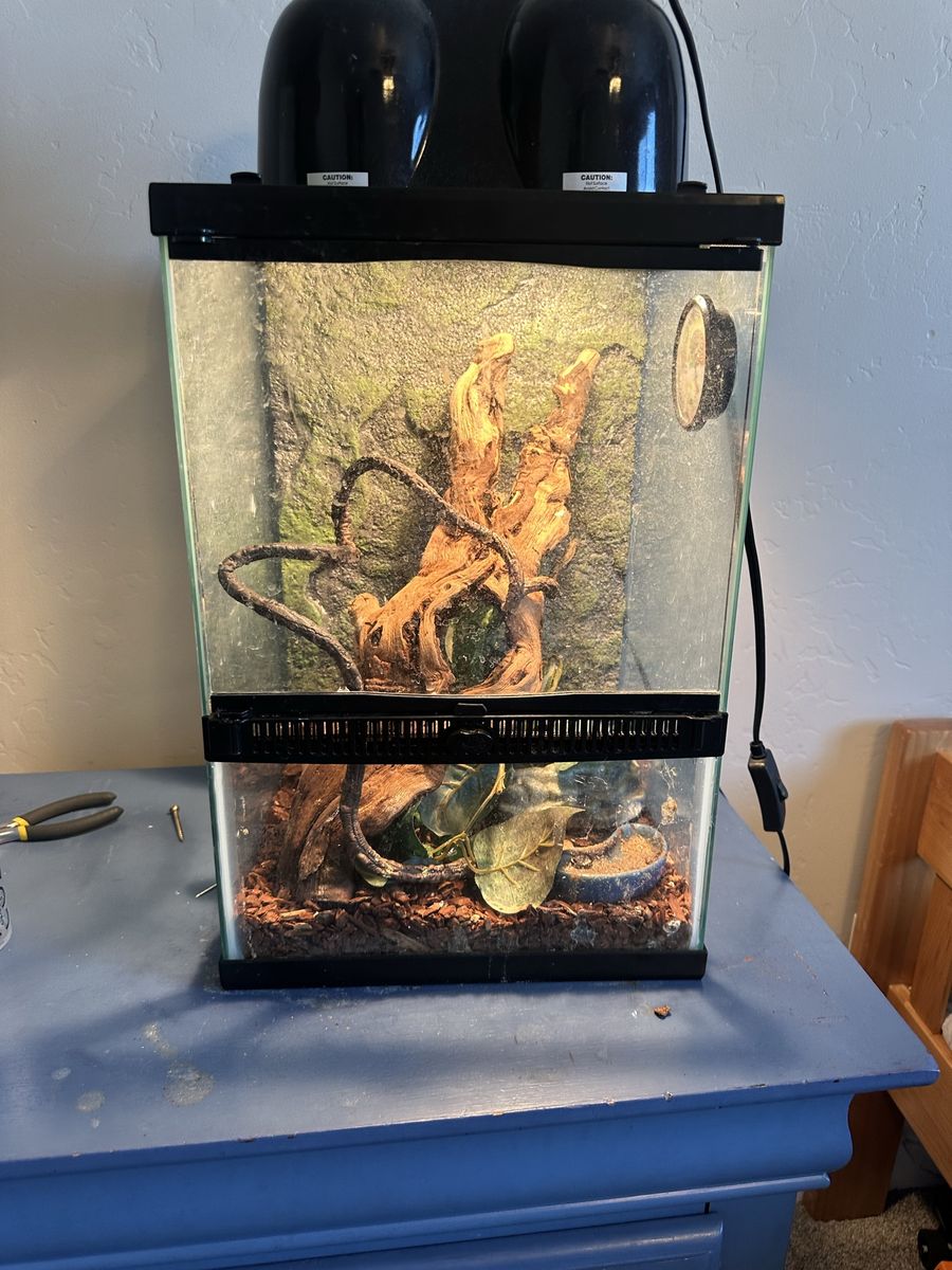 Male Crested Geckos