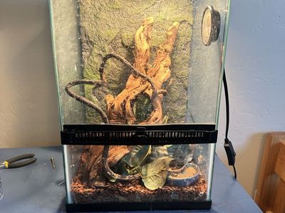 Male Crested Geckos
