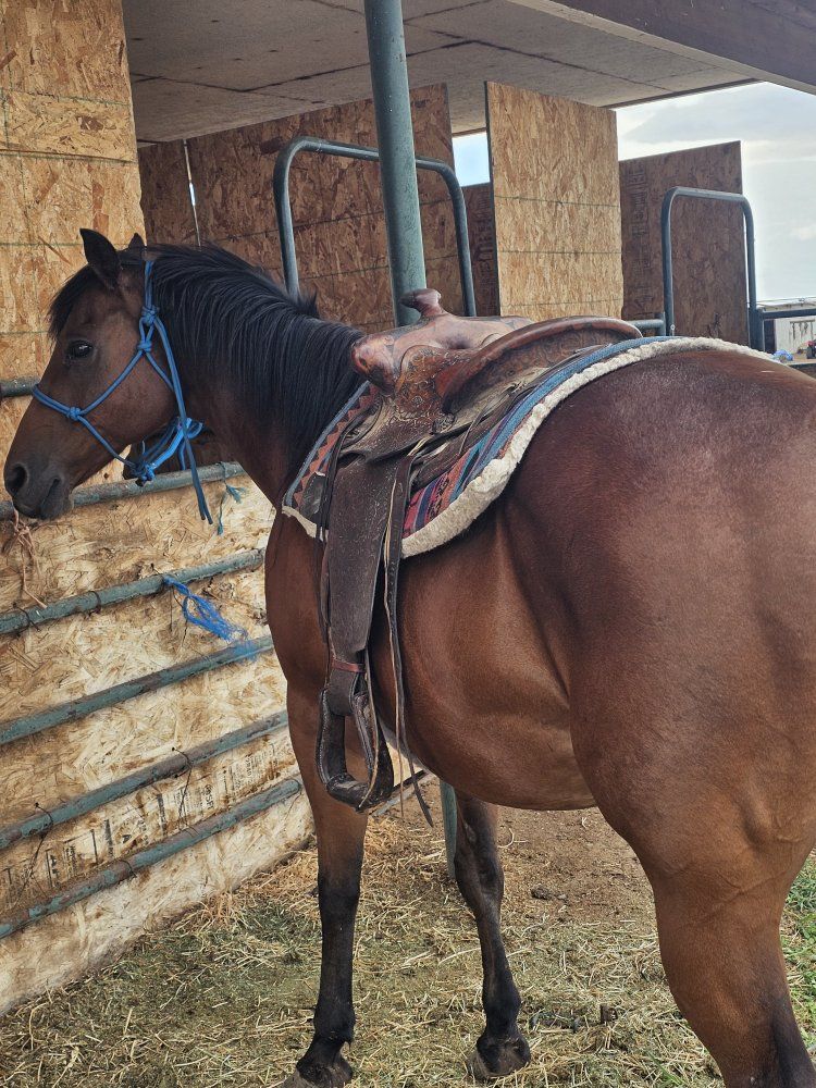 bomb proof mare
