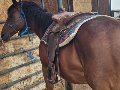 bomb proof mare