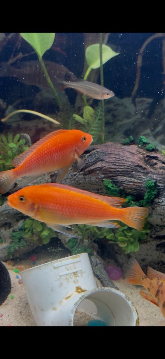 3 African cichlids