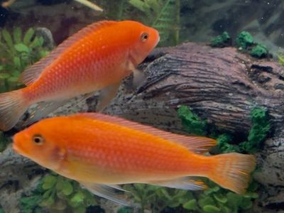 3 African cichlids