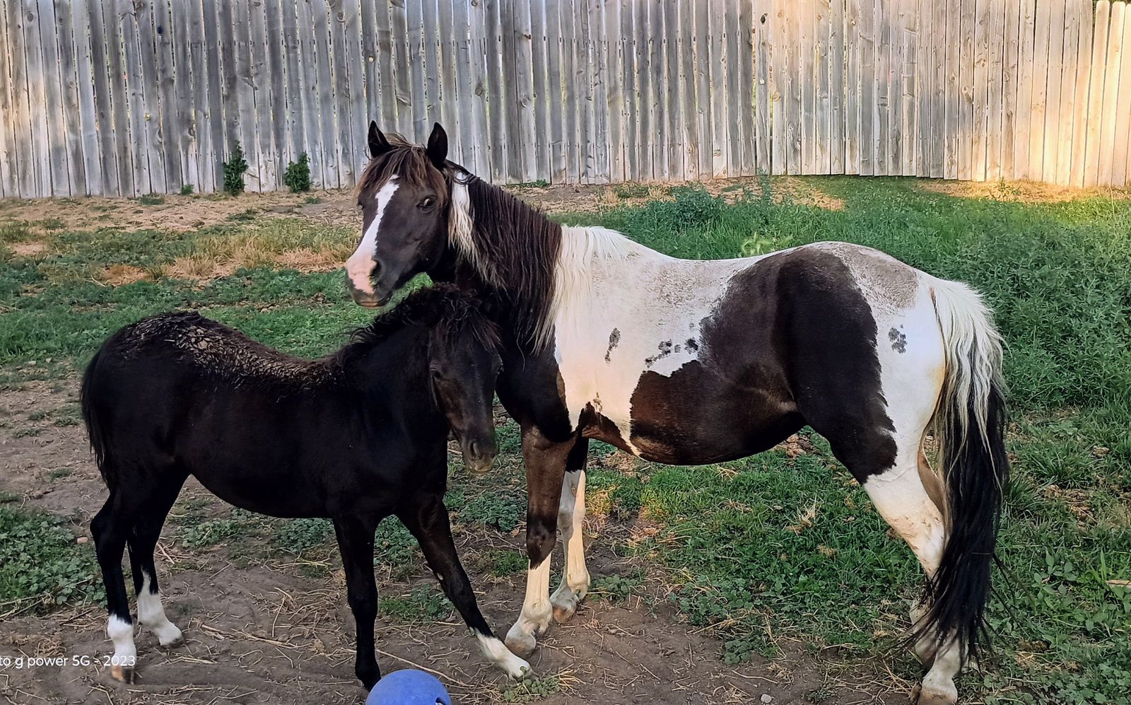 12 year old pony and her filly