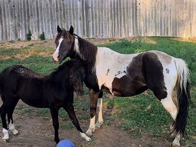 12 year old pony and her filly