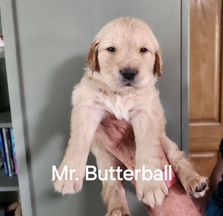 AKC Golden Retriever  Puppies
