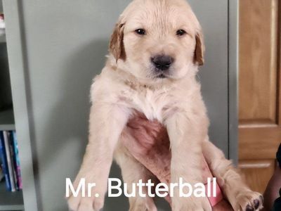 AKC Golden Retriever Puppies