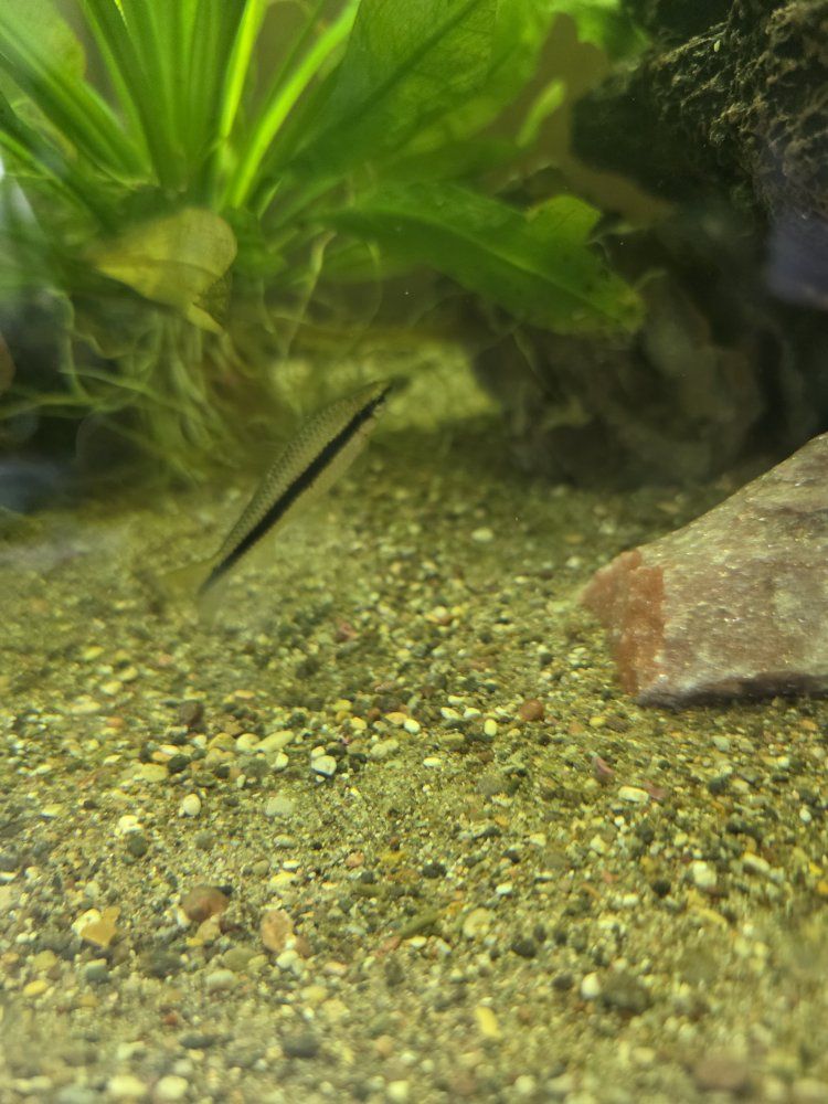 true Siamese Algae Eater and 2 Bristlenose plecos