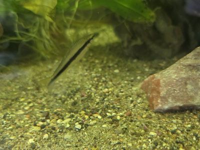 true Siamese Algae Eater and 2 Bristlenose plecos