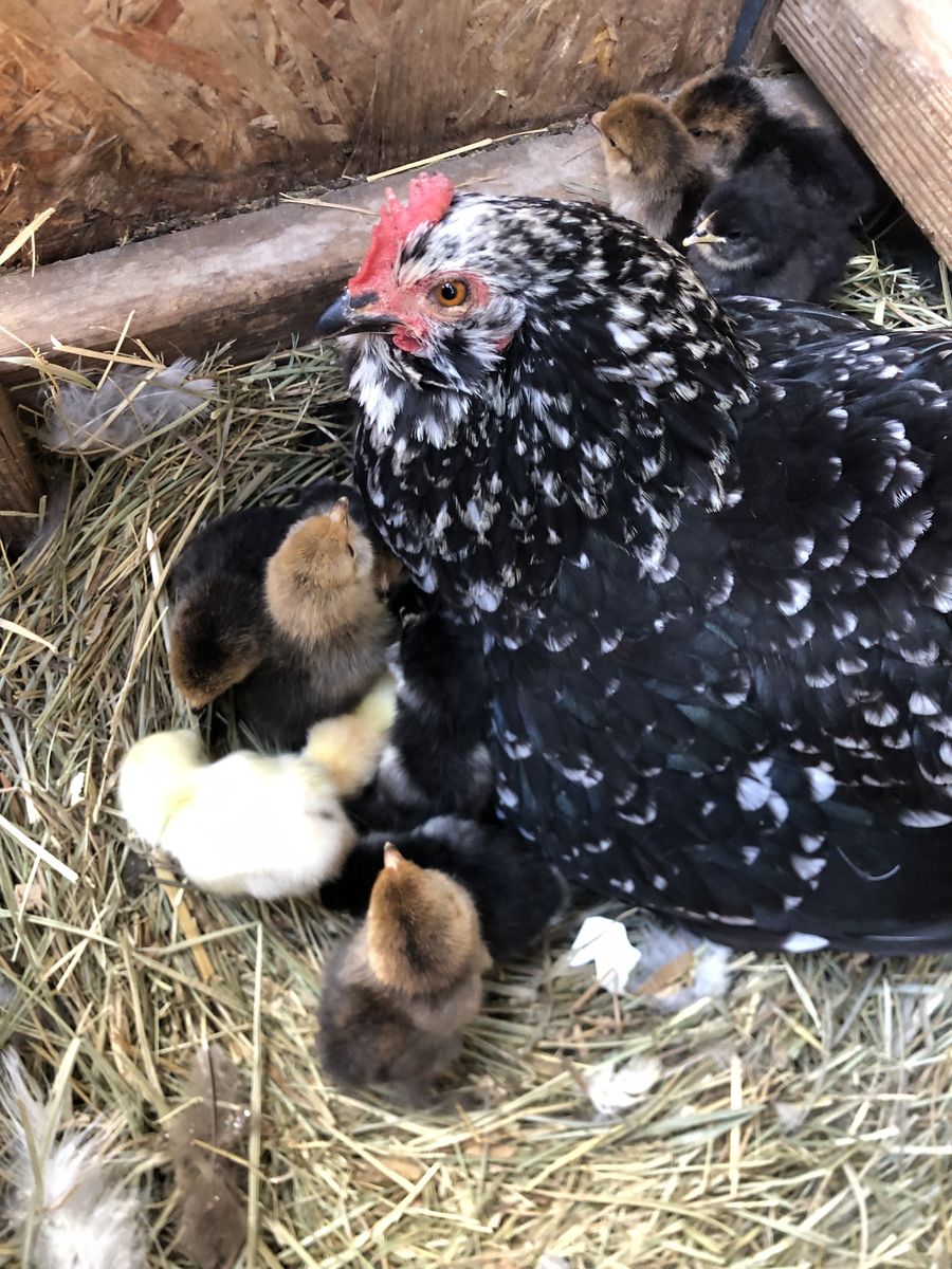 Mille Fleur Bantam Cochin chicks