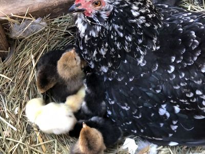 Mille Fleur Bantam Cochin chicks