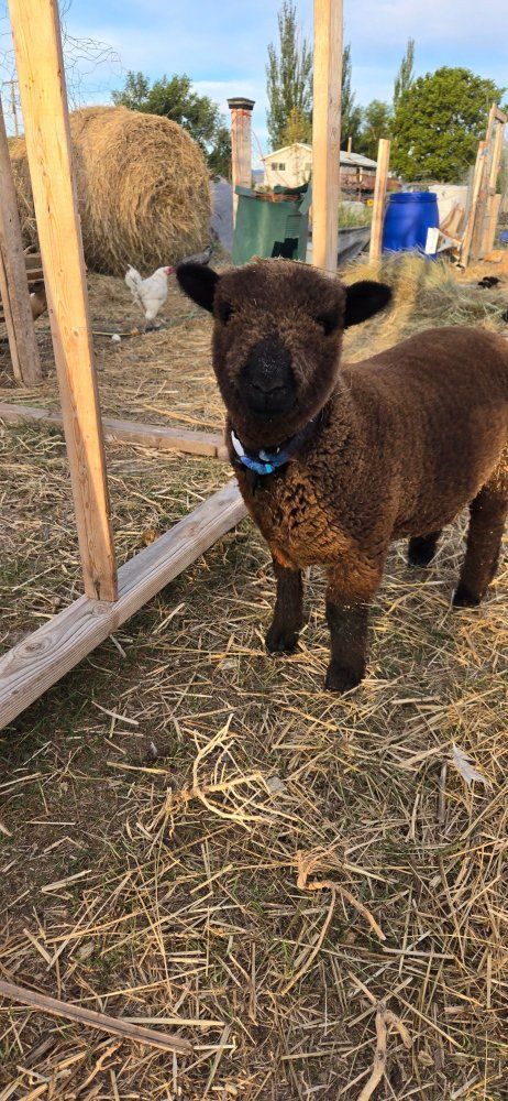 ISO: Babydoll sheep