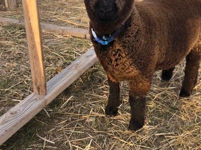 ISO: Babydoll sheep