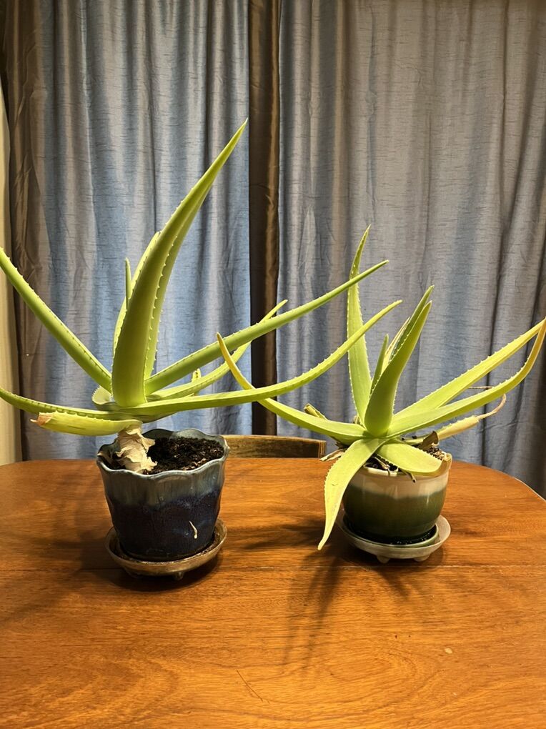 Aloe Vera Plants