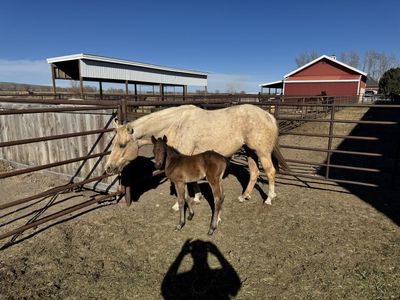 Pitzer Ranch Bred mare