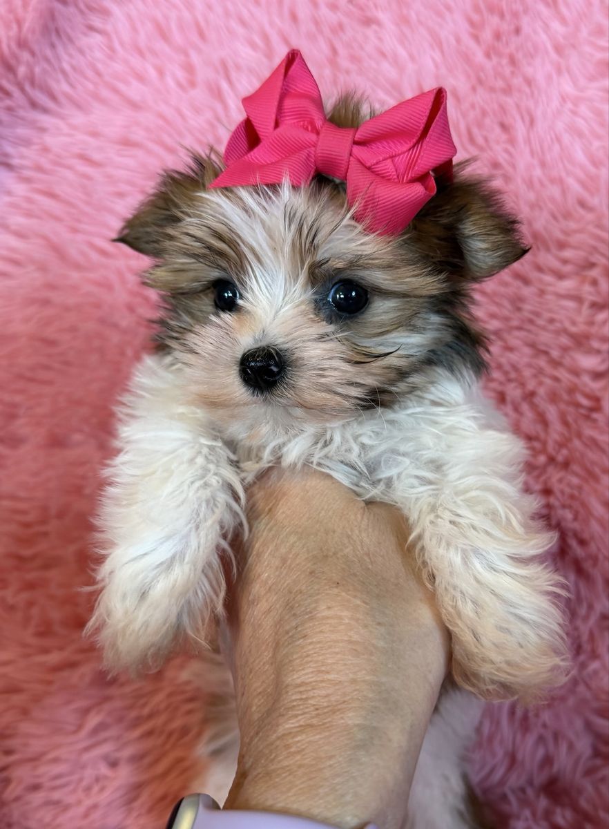 Adorable T-cup Yorkie  Girl Puppy Yorkies