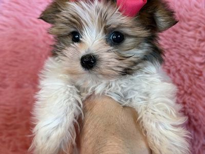 Adorable T-cup Yorkie Girl Puppy Yorkies