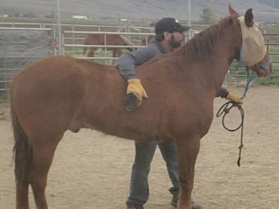 4 yr old Gelding