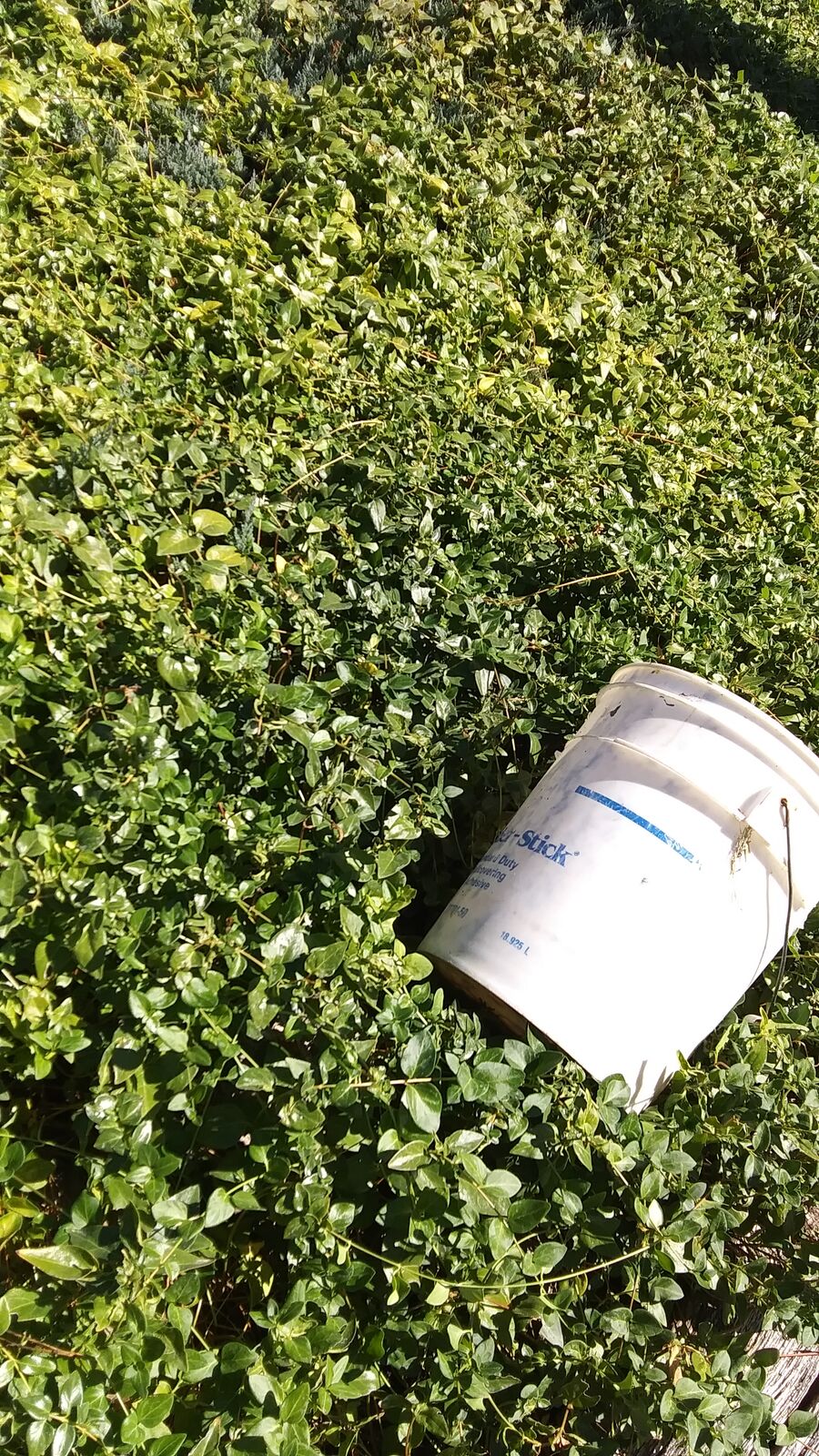 Free flowering vinca ground cover!  You dig it up.