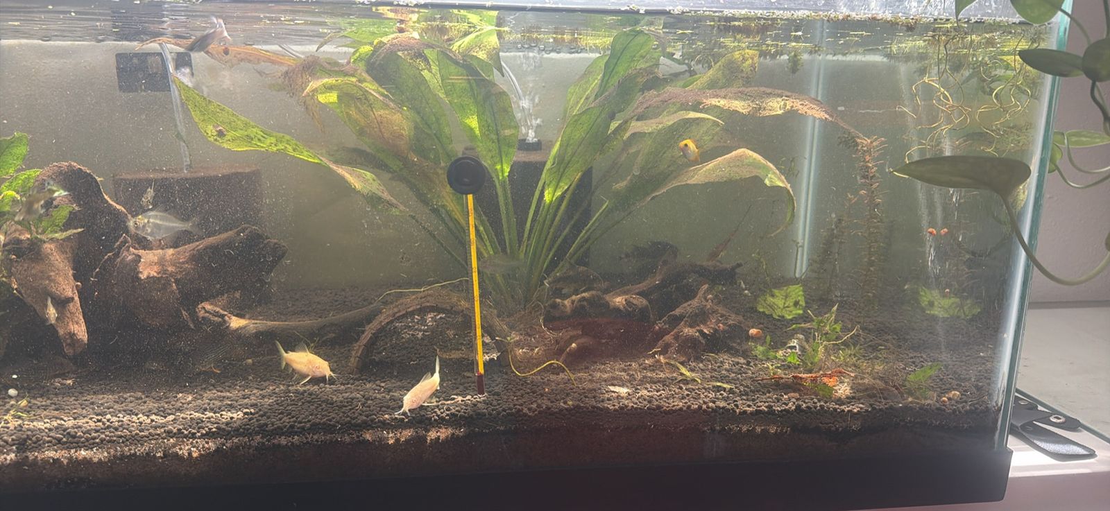 40g breeder everything included