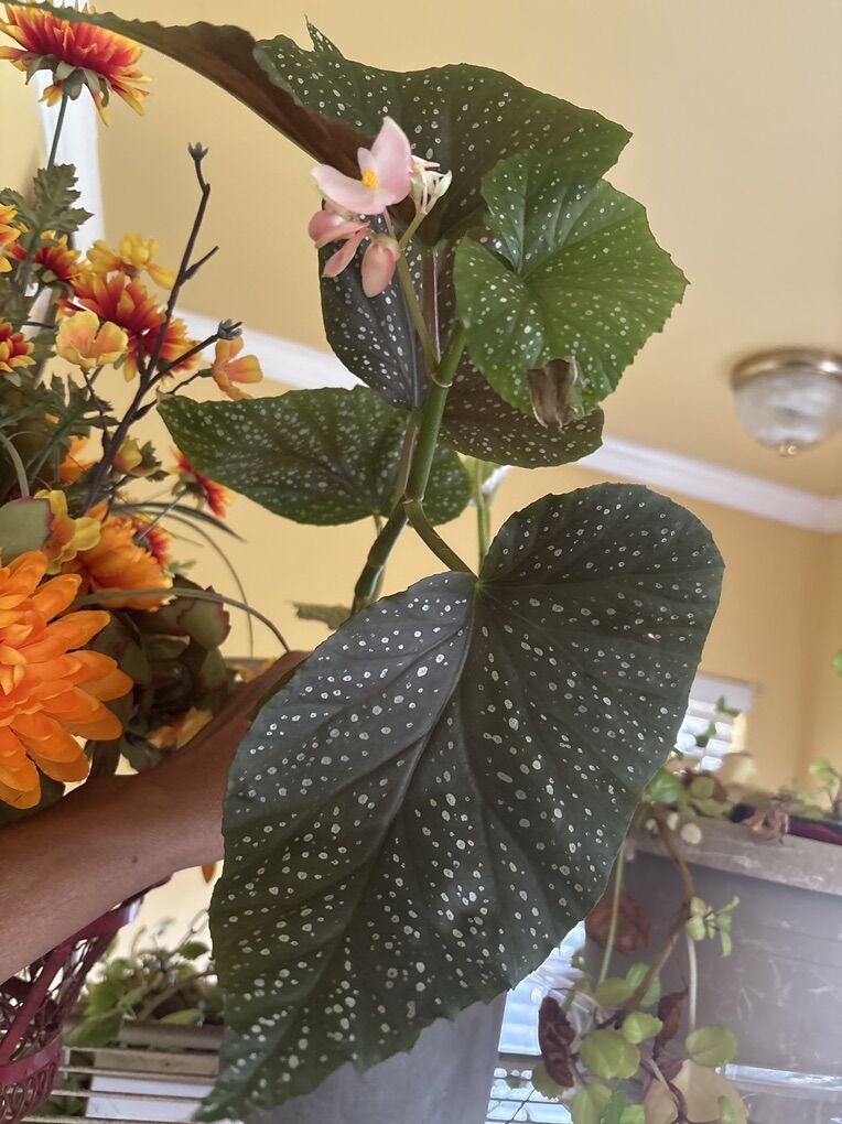 Polka dot begonia l $25.00