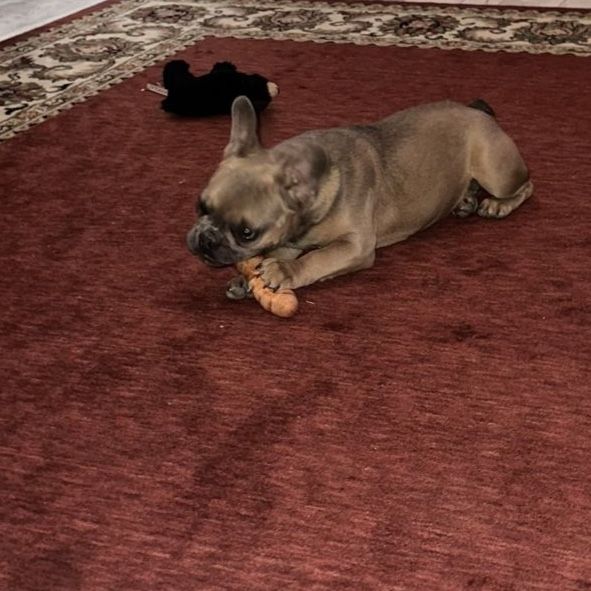 Female Frenchie Fawn  Puppy