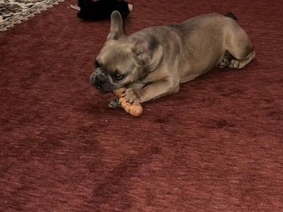 Female Frenchie Fawn Puppy