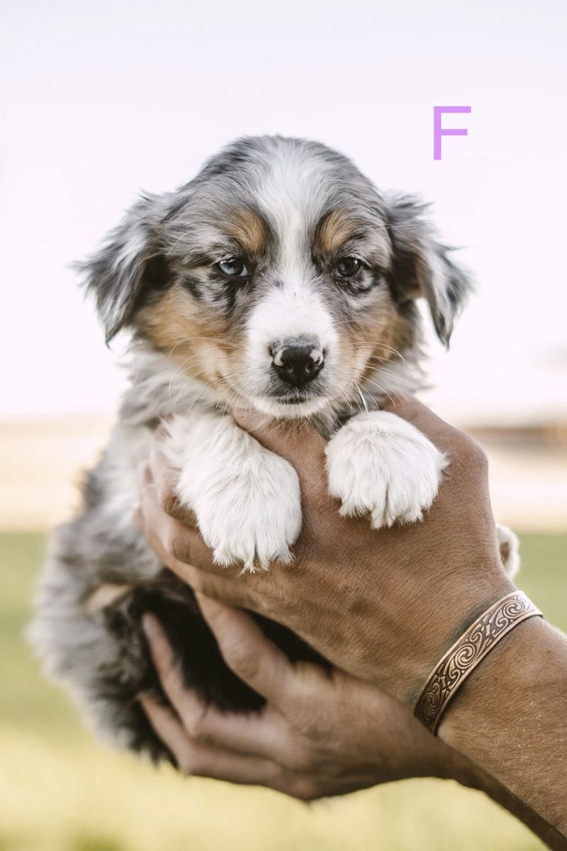 Australian Shepherd aussie puppies