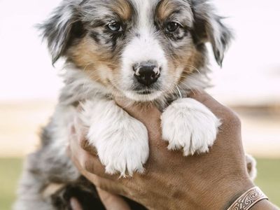Australian Shepherd aussie puppies