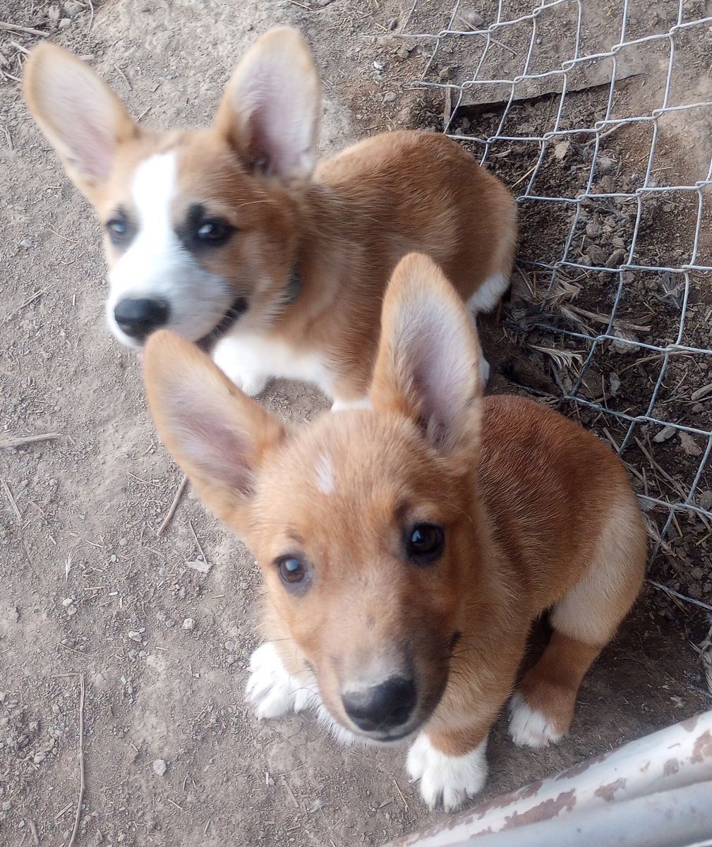 Corgi puppies