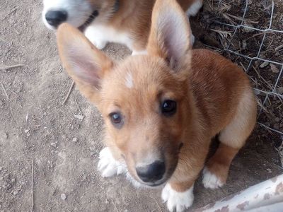 Corgi puppies