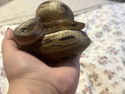 Cinnamon Ball Python
