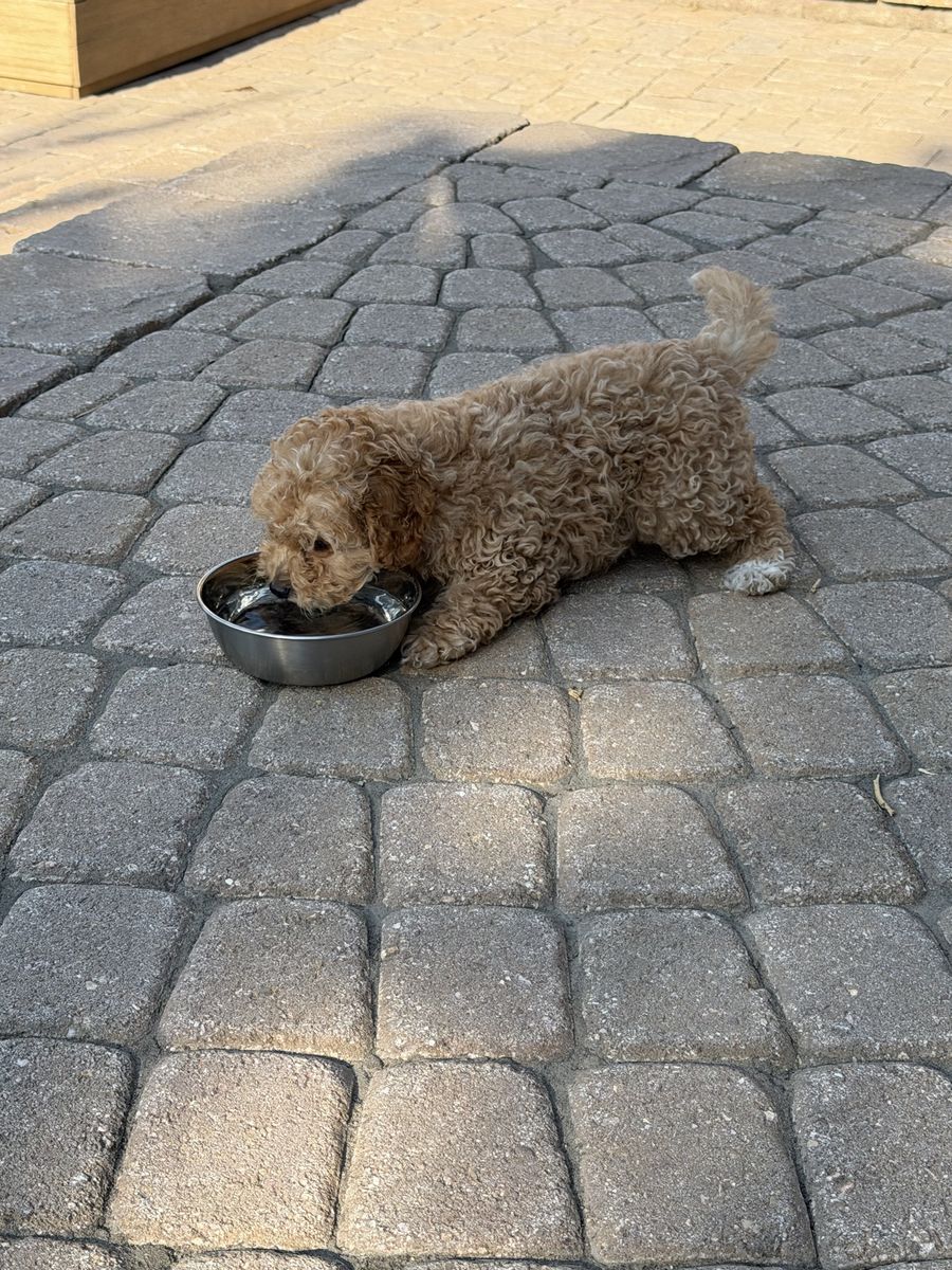 Male Mini Goldendoodle Puppy available