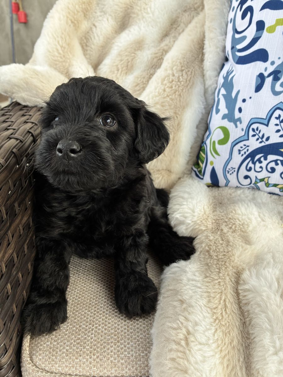 Mini Whoodle (AKC Wheaten terrier/mini poodle)