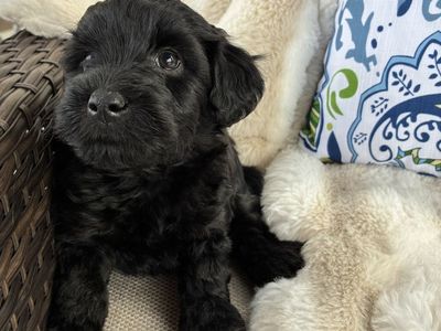 Mini Whoodle (AKC Wheaten terrier/mini poodle)