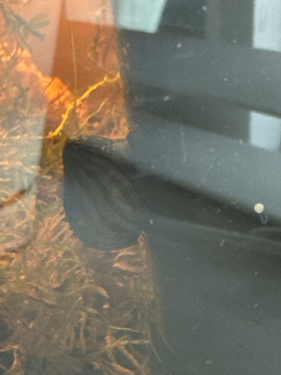 Main image 2