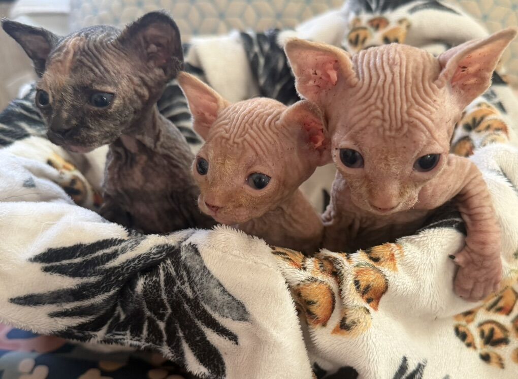 Nude & Improved: Meet Our Newest Sphynx Litter!