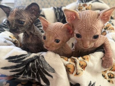 Nude & Improved: Meet Our Newest Sphynx Litter!