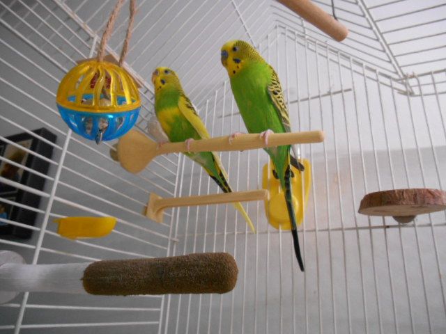 Parakeet
