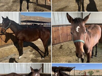 AQHA Bay Filly