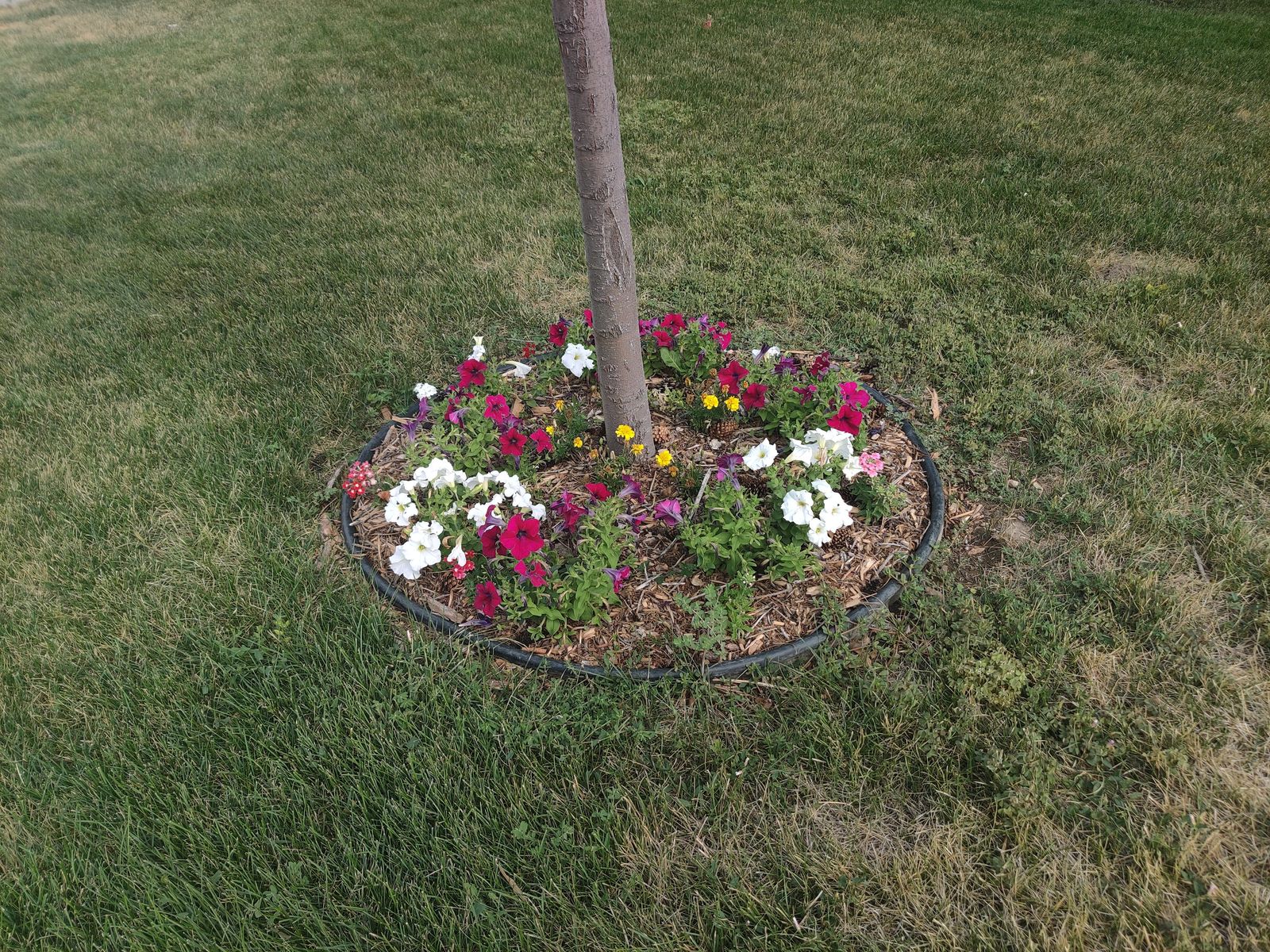 Over 100 feet of used lawn edging