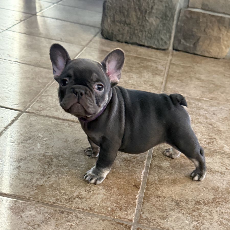French Bulldog LAST girl left! Rojo/Isabella
