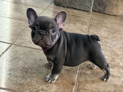 French Bulldog LAST girl left! Rojo/Isabella